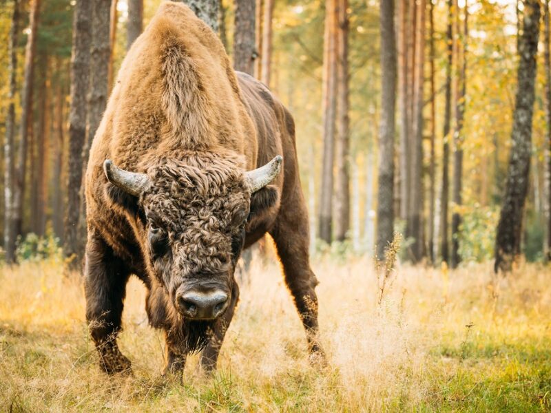 Poznaj dziedzictwo przyrody: Białowieski Park Narodowy i jego otoczenie